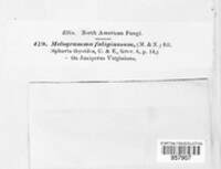 Godronia fuliginosa image